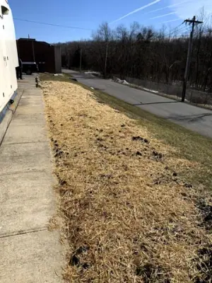 Restored ground along the buried utility route beside the building.